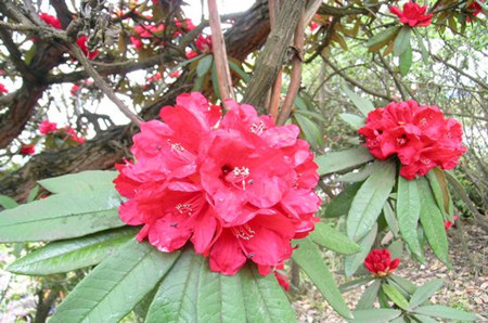 马缨杜鹃的花朵