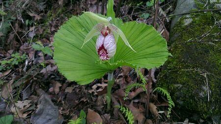 扇脉杓兰植株