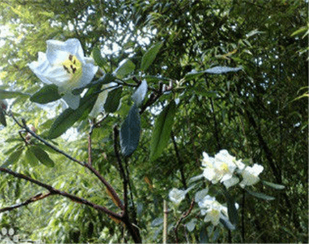 百合花杜鹃植株