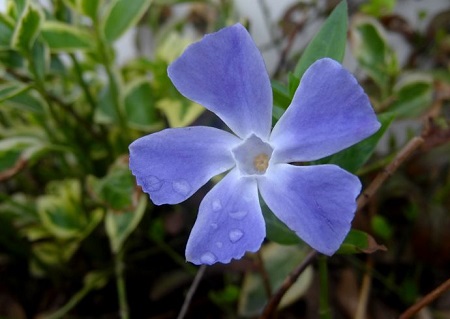 小蔓长春的花朵