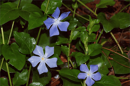 小蔓长春的花朵