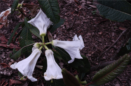 百合花杜鹃开花