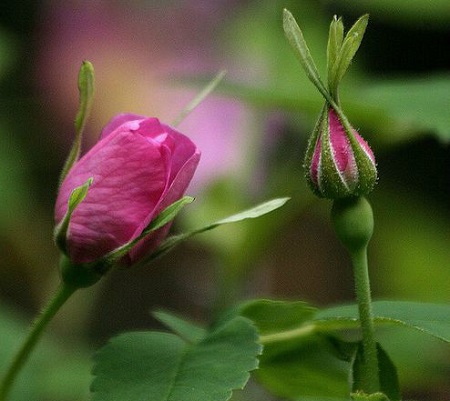 刺薔薇