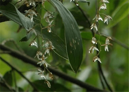 耳唇兰植株