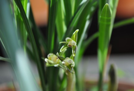 春剑植株