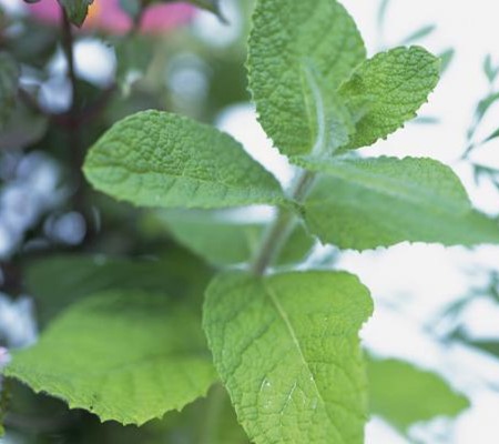 苹果薄荷植株