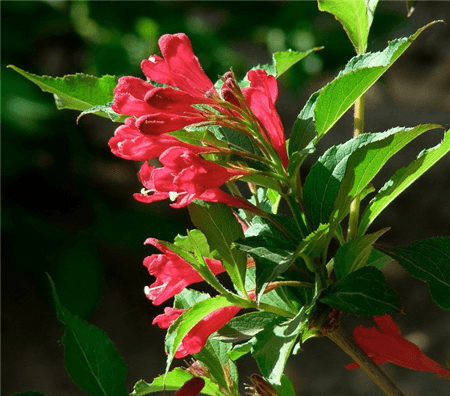 红王子锦带开花