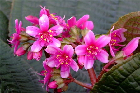 漂亮的虎颜花