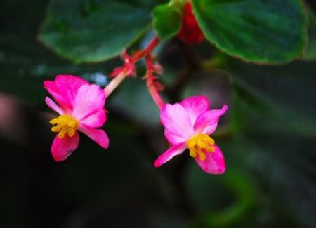 玻璃海棠的花朵