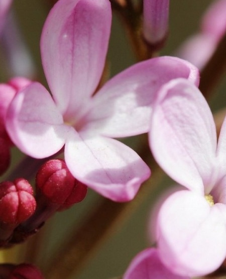 丁香花