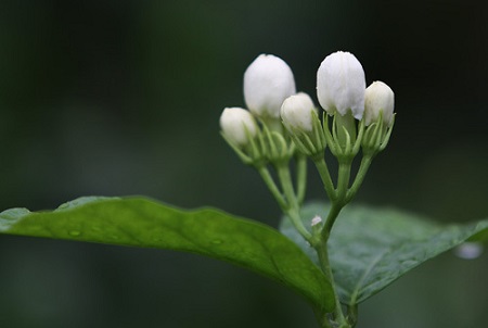 茉莉花远景