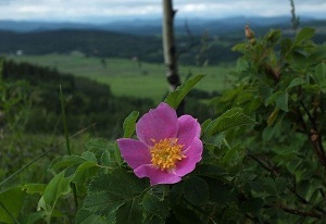 刺蔷薇开花