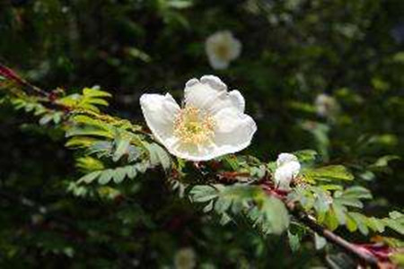 峨眉蔷薇的花朵