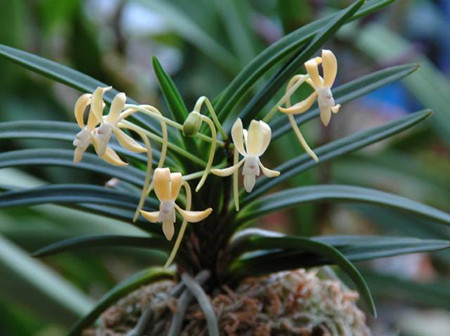 风兰植株