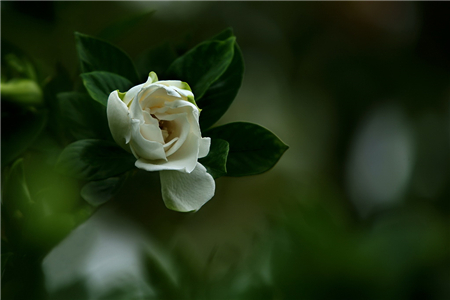 栀子花花朵