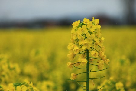 油菜花