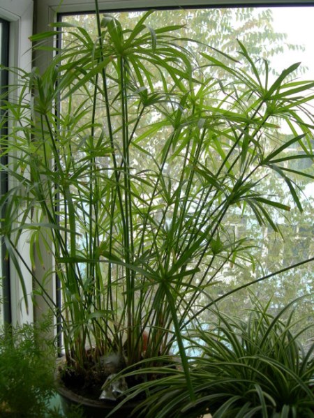 水竹的养殖方法图片