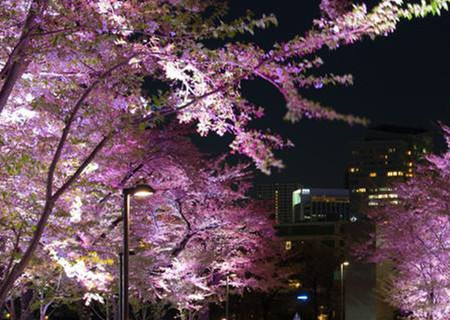 东京樱花