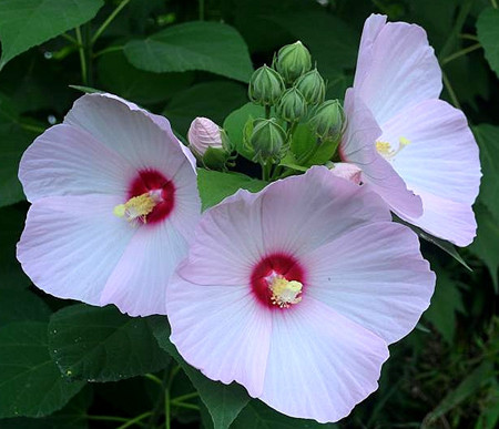 漂亮的芙蓉葵