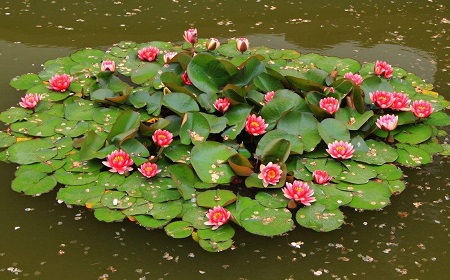 睡莲花朵