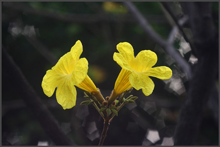 漂亮的黄花风铃木