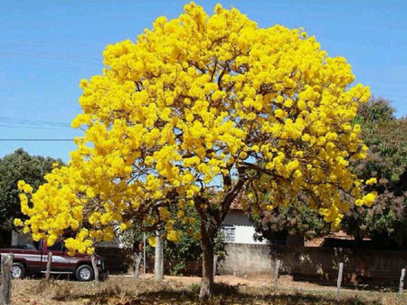 黄花风铃木