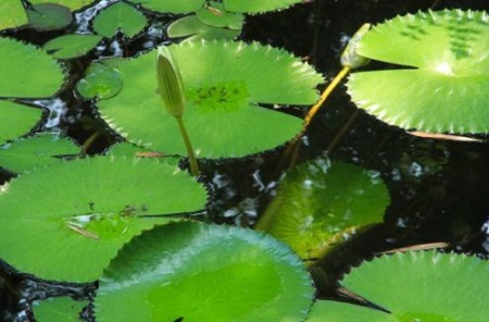 漂亮的莲花