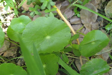 香菇草是什么? 铜钱草和香菇草是一种植物吗?