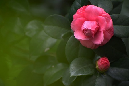 漂亮的茶花