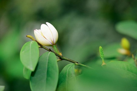 美丽的含笑花