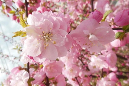 梅花与桃花的区别 花百科