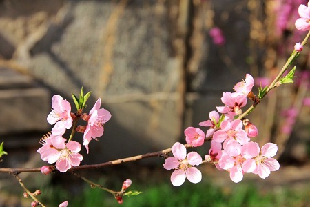 美丽的桃花