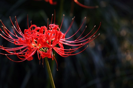 彼岸花什么时候开花