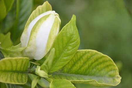 漂亮的栀子花