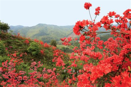 杜鹃花