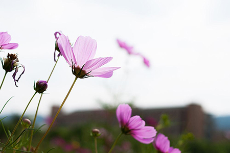 格桑花