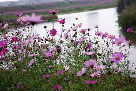 格桑花