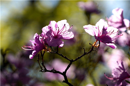 杜鹃花