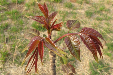 香椿芽