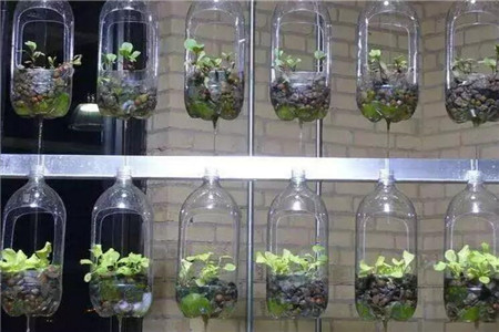 透明塑料瓶做花盆 