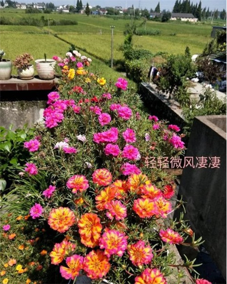 太阳花