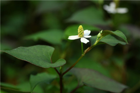 蕺菜