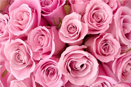 粉玫瑰代表什么意思