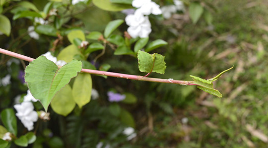 茉莉