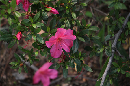 杜鹃花