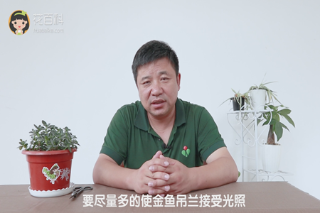 要尽量多的使金鱼吊兰接受光照