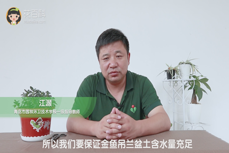 所以我们要保证金鱼吊兰盆土含水量充足