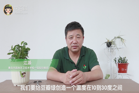 我们要给豆瓣绿创造一个温度在10到30度之间