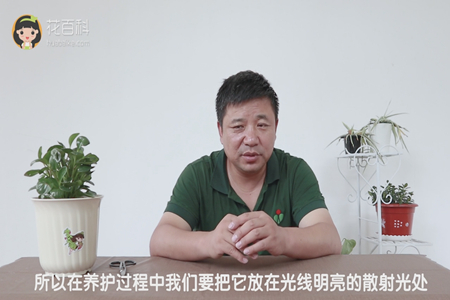 所以在养护过程中我们要把它放在光线明亮的散射光处