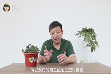 所以及时的对金鱼吊兰进行修剪